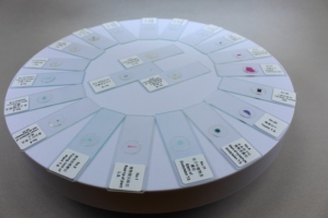 Preparaciones microscópicas de epidermis de <span class=keywords><strong>cebolla</strong></span> - Product Image 4