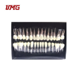 Model gigi ortodontik praktis, pengganti gigi untuk UM-S2B - Product Image 1