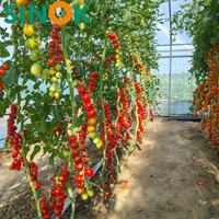 Serre tunnel monocouche Sinok 10*30 pour tomates, ensemble complet, structure galvanisée à chaud haute résistance pour la culture de tomates