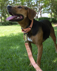 Fabricante personalizado Premium suave ajustable <span class=keywords><strong>Martingale</strong></span> perro <span class=keywords><strong>Collar</strong></span> cadena logotipo personalizado perro <span class=keywords><strong>Collar</strong></span> <span class=keywords><strong>Martingale</strong></span> - Product Image 6