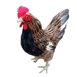 Regalo creativo, simulación de animales, pollo, gallina grande, juguete para niños, pluma, Animal, decoración de jardín