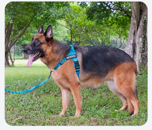 Arnés Ligero y Fácil de Usar para Perros, Correa Antitirones para Razas Medianas y Grandes como Border Collies - Product Image 6