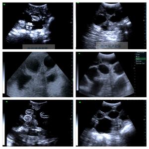 Vet mesin <span class=keywords><strong>Ultra</strong></span> <span class=keywords><strong>Sound</strong></span>, pemindai Ultrasound hewan portabel genggam untuk hewan - Product Image 5