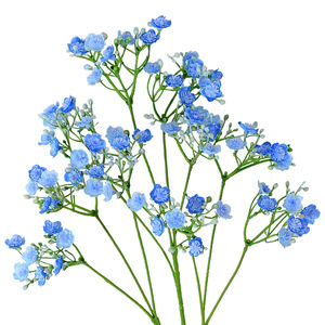 Flower Delight Flores Artificiales de Baby's Breath, Plástico Suave, Seda, Decoración para Bodas y Hogar, 120cm HX-116 - Product Image 5