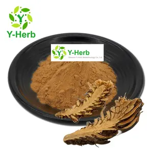 Water Soluble Guangzhong Extract 10:1 Polystichum Fortunei Nakai/Dryopteriscrossirhizomz/Cyrtomium Rhizome Extract Powder