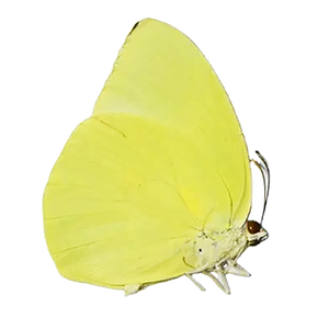 Papillon, pièces cadeau pour enfant, vraies papillons, Original, naturel, DIY, livraison gratuite - Product Image 1