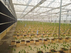 Lyine Juego completo Dwc Cubo holandés Sistema de cultivo hidropónico Macetas de 1/4 agujeros Cubo holandés para tomates <span class=keywords><strong>cherry</strong></span> - Product Image 2