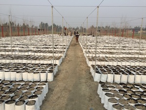 Sacs de culture réutilisables en PE respirant pour plantes, semis et arbres – Vente en gros usine pour petits jardins, fermes et pépinières - Product Image 5