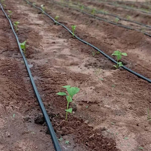 <span class=keywords><strong>Tuyau</strong></span> d'irrigation <span class=keywords><strong>goutte</strong></span> <span class=keywords><strong>à</strong></span> <span class=keywords><strong>goutte</strong></span> en tubes plastiques <span class=keywords><strong>1000m</strong></span>, ruban d'irrigation <span class=keywords><strong>goutte</strong></span> <span class=keywords><strong>à</strong></span> <span class=keywords><strong>goutte</strong></span>. 3000m - Product Image 6