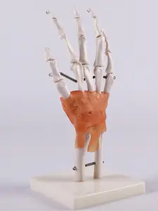 BIX-A1030 Medical Science Skeleton Anatomy Human Ligament And Hand Medical Models