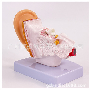 Enseigner la structure de l'oreille à l'aide d'un modèle d'anatomie de l'oreille de bureau grossissant 1,5x, montrant l'oreille externe, moyenne et interne. - Product Image 4