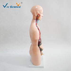 Torso medico materiale didattico organo umano per scienza medicale20 parti di anatomia umana Torso modello 55CM Unisex Torso modello - Product Image 3