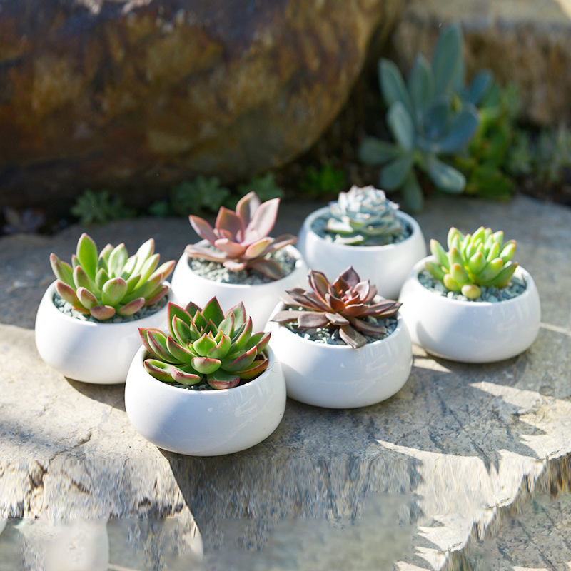 Wholesale Mini Ceramic Succulent Cactus Pots with Drainage Hole for Plants  - Perfect for Indoor and Outdoor Gardening