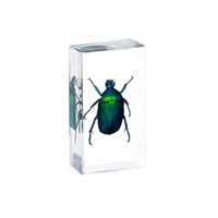 Vente en gros de petits ornements Boîte aveugle Tortue Insecte Papillon Spécimens Résine Insecte Ressources pédagogiques Souvenir marin Idées cadeaux