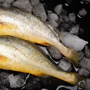 Croaker jaune frais congelé, poisson d'eau de mer profonde, marque Woody, qualité LQF, processus de congélation, emballage en vrac disponible - Product Image 2