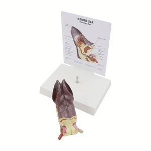 Modèle d'oreille de chien KyrenMed Modèle d'oreille canine avec oreille normale et infectée pour l'enseignement de l'anatomie canine Physiologie - Product Image 4