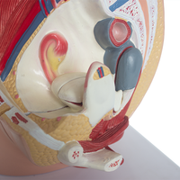 Modelo de Anatomía Pélvica Femenina y Sistema Reproductivo Urinario, Útero, Material PET, SMD07031