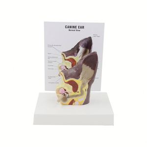 Modèle d'oreille de chien KyrenMed Modèle d'oreille canine avec oreille normale et infectée pour l'enseignement de l'anatomie canine Physiologie - Product Image 2