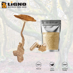 สารสกัดจากเห็ดนมเสือ LiGNO TM02 บริสุทธิ์ ชนิดผง ช่วยเสริมสร้างพลังงาน วัตถุดิบสำหรับเครื่องดื่มเพื่อสุขภาพ - Product Image 1
