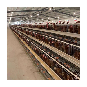 Jaulas <span class=keywords><strong>de</strong></span> batería automáticas para la venta Mejor <span class=keywords><strong>precio</strong></span> Capa <span class=keywords><strong>de</strong></span> <span class=keywords><strong>huevo</strong></span> Granja <span class=keywords><strong>de</strong></span> pollos Gallinas ponedoras Aves <span class=keywords><strong>de</strong></span> corral - Product Image 5