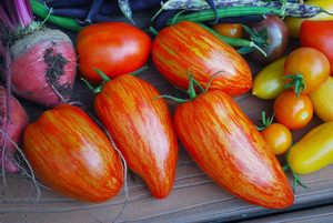 Pacchetto da <span class=keywords><strong>giardino</strong></span> 100 cimelio chiazzato di pomodoro <span class=keywords><strong>romano</strong></span> Non-GMO Lycopersicon Lycopersicum per giardinaggio domestico e vasi di fiori - Product Image 4