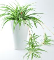 Vente directe usine – Petits pots de fleurs modernes en plastique PP à auto-amorçage, couleurs personnalisables pour table, bureau et jardin