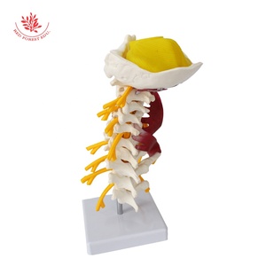मानव गर्भाशय कशेरुका चिकित्सा मॉडल उन्नत और तंत्रिका 1:1 - Product Image 4