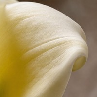 Realistische Künstliche Calla-Lilie Einzelner Stiel 67cm Wasserfeste Plastikblume für Hochzeit Heimdekoration Großhandel