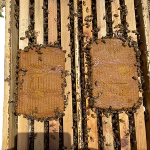 Số lượng lớn thức ăn của ong 20kg phấn hoa thay thế và tự nhiên Bee thức ăn gia súc cho tốt hơn Hive dinh dưỡng - Product Image 1