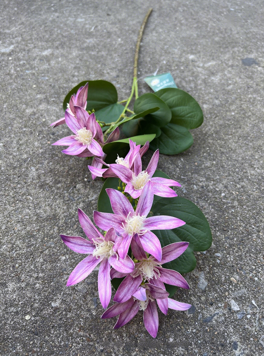 16# ressentir le thym violet