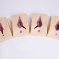 Simulador de Sutura de Episiotomía, Modelos de Vulva para Práctica de Sutura, Simulador de Entrenamiento de Sutura Vulvar, Modelo Anatómico de Vulva para Enseñanza Médica