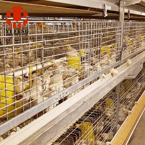 Jaula de batería para pollos de granja, con estructura Simple, para 30000 pollos