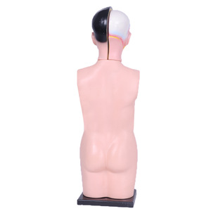 Anatomical Torso Model 68cm Plastic For Teaching Medical Science - Product Image 5