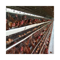 Cages à poules pondeuses de type A 20000, 4 niveaux, pour élevage industriel, conception directe usine WIN