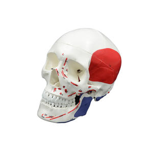 Modèle de crâne musculaire détachable 1:1 pour l'enseignement de l'anatomie orale, fourni par le fabricant avec instructions en ruban adhésif - Product Image 1