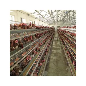 Una capa de gallinas enjaula aves de corral con sistema de bebida automático