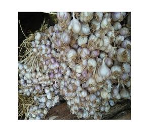 Ajo fresco y seco de Vietnam, venta al por mayor, vacaciones - Product Image 1