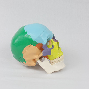 Modèle de crâne à séparation des couleurs à l'échelle 1:1, modèle de crâne coloré pour adulte, modèle pédagogique orthopédique - Product Image 1