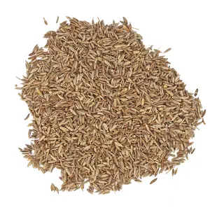 SFG produzione biologica di cumino sano e delizioso sapore per l'esportazione a semi di cumino India