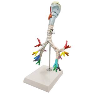 Demonstración del Broncoscopio Pulmonar en un Modelo Anatómico Laringeo Humano - Product Image 2