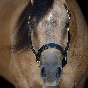 Cabestro de Cuero de Lujo para Caballo, Ajustable, de Doble Hebilla, Resistente, Personalizado al por Mayor - Product Image 5