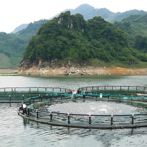 Jaulas Flotantes para Cría de Peces de Material HDPE, Equipo para Acuicultura, Diámetro de 15-20M, Fabricadas en Vietnam por MAVINEX - Product Image 1