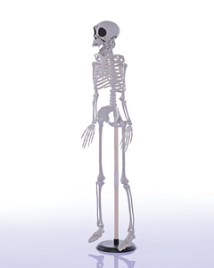 Esqueleto de Halloween de Plástico de 90 cm con Articulaciones Móviles, <span class=keywords><strong>Huesos</strong></span> Humanos, <span class=keywords><strong>Cuerpo</strong></span> Completo, para Decoración de Fiestas de Halloween - Product Image 4