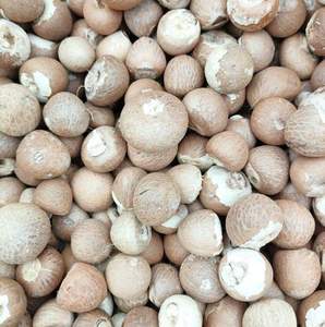 Hochwertige Premium Indonesien Ganze Betelnuss Optimaler Tannin gehalt Hoch nach gefragte Landwirtschaft Industrielle Zutat - Product Image 4