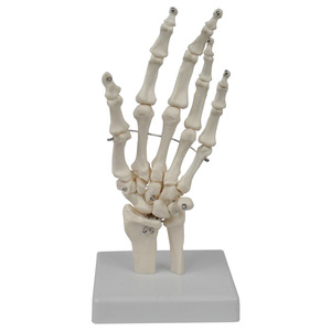 แบบจำลองข้อต่อข้อมือมนุษย์, กระดูกมือ (อัลน่าและเรเดียส), แบบจำลองการสอนด้านศัลยกรรมกระดูก, แบบจำลองโครงกระดูกมือและฝ่ามือขายส่ง - Product Image 4
