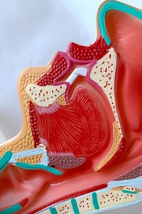 Life-Size PVC Oral <strong>Nasal</strong> Throat Anatomical Model Human <strong>Skeleton</strong> for Medical Science Training in Schools Pathology Medical Model - Product Image 5