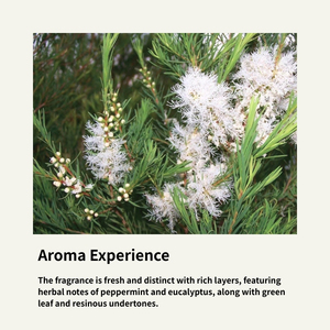 Aceite Esencial <span class=keywords><strong>de</strong></span> Árbol <span class=keywords><strong>de</strong></span> Té Orgánico Mayfield 100% Puro, Sin Diluir, Destilado al Vapor, <span class=keywords><strong>para</strong></span> Hongos en las Uñas <span class=keywords><strong>de</strong></span> los Pies, Picazón en <span class=keywords><strong>el</strong></span> Cuero Cabelludo, Acné y Piel - Product Image 2