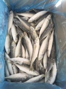 China Exportados Nova Temporada Preço Barato Congelado <span class=keywords><strong>Round</strong></span> Scad Peixe Inteiro Cavala De Alta Qualidade Scad <span class=keywords><strong>Fish</strong></span> para Venda - Product Image 4