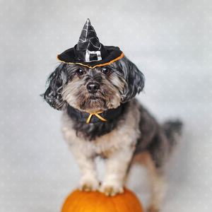 Serin cadılar bayramı köpek şapka köpek kostüm gizemli köpek kedi cadılar bayramı kostüm - Product Image 5
