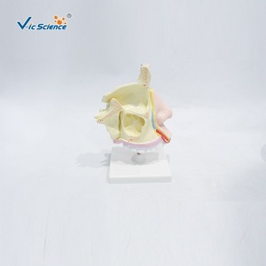 Modèle d'anatomie de la cavité nasale humaine ; structure de la bouche, du nez et de la gorge ; aides pédagogiques et de formation pour les étudiants en médecine. - Product Image 1